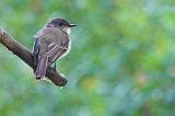 Eastern Phoebe_51757